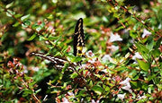Abelia Grandiflora Edward Goucher | Live Plants | Flowering Deer Resistant Butterfly Attracting Shrub