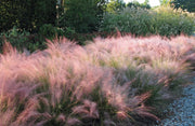 Muhly Grass | Live Gallon Size Plants | Muhlenbergia Capillaris | Hairawn Muhly | Drought Tolerant Pink Blooming Ornamental Grass
