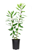 Wax Myrtle | Live 4 Inch Pot | Myrica Cerifera | Evergreen Shrubs for Privacy Screens & Native Landscaping | Fast|Growing Hardy Plants