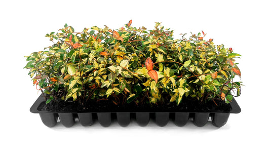 Jasmine Summer Sunset | Live Plants | Trachelospermum Asiaticum | Colorful Groundcover Vine