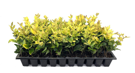 Ligustrum Japonicum Howardi - Live Plants - Privet Howardii - Variegated Evergreen Shrub