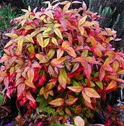 Firepower Heavenly Bamboo | 3 Live Plants | Nandina Domestica