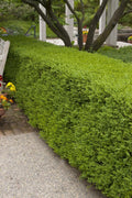 Wintergreen Boxwood | Large 3 Gallon Plants | Dense Evergreen Foliage, Cold|Hardy & Ideal for Year|Round Landscaping, Elegant Border & Hedge Plant, Live Shrub