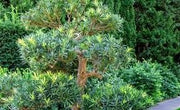 Podocarpus Macrophyllus I Large Gallon Size Plants I Japanese Yew I Live Evergreen Yew Pine | Perfect for Landscaping and Privacy Screens