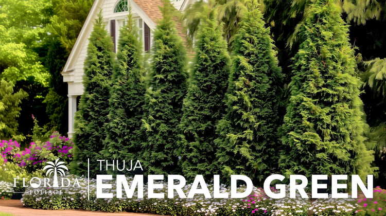 Arborvitae Emerald Green | Live Gallon Size Trees | Thuja Occidentalis Smaragd | Evergreen Privacy Screening Hedge Plants