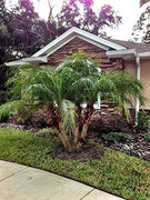 Phoenix Roebelenii | Miniature Pygmy Date Palm | Large Live Tree | Beautiful Patio Plant