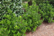 Yellow Anise Plant | Live Plants | Illicium Parviflorum | Fragrant Foliage | Evergreen Shrub | Star Anise Aromatic Ornamental