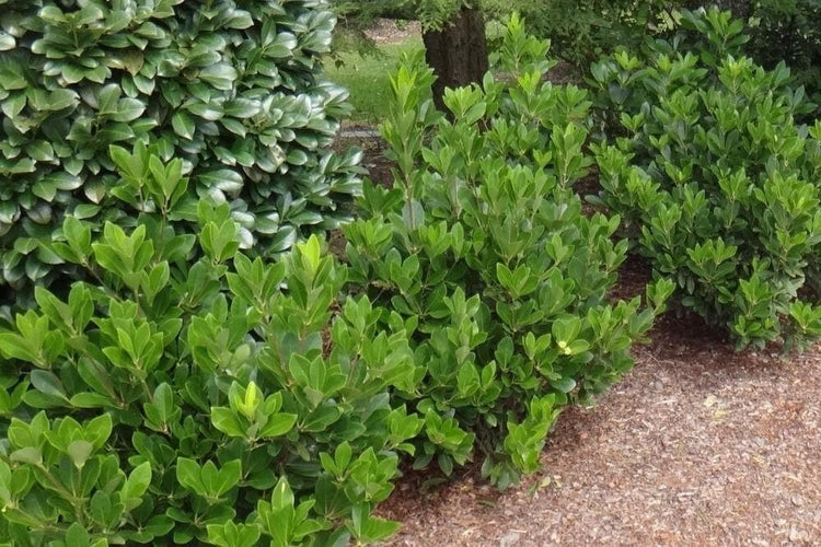 Yellow Anise Plant | Live Plants | Illicium Parviflorum | Fragrant Foliage | Evergreen Shrub | Star Anise Aromatic Ornamental