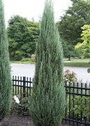 Blue Arrow Juniper | Live 4 Inch Pots | Juniperus Scopulorum | Drought|Tolerant Evergreen | Ideal for Landscaping & Ornamental Use | Low|Maintenance Outdoor Plant