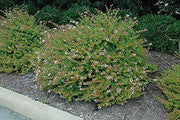 Abelia Chinensis Rose Creek | Live Plants | Flowering Deer Resistant Butterfly Attracting Shrub