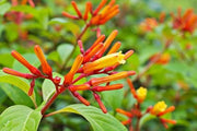 Firebush Dwarf | Extra Large 3 Gallon Plants | Hamelia Patens | Hardy Outdoor Shrub | Garden Landscape Addition