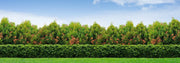 Sweet Viburnum Odoratissimum | 20 Live Plants | Evergreen Privacy Hedge