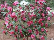 Camellia Sasanqua Kaniiro I Extra Large 3 Gallon Plants | Pink Flowering Vibrant Blooming Shrub, Live Plant for Garden, Landscape & Home Decor, Hardy Evergreen Ornamental Flowering Bush