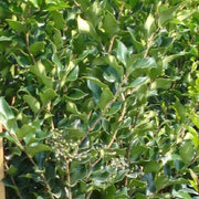 Ligustrum Lucidum Waxleaf | Extra Large 3 Gallon Plants | Lustrous Garden Shrub | Ideal for Privacy & Hedges | Durable Outdoor Greenery