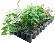 Crape Myrtle Tuscarora | Live Plants | Lagerstroemia Indica | Vibrant Red Flowers | Fast|Growing Ornamental Shrub | Drought|Tolerant | Garden Beauty