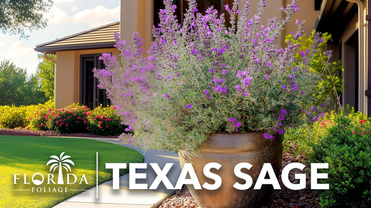 Texas Sage | Live Plants | Leucophyllum frutescens | Drought|Tolerant Shrub for Landscaping | Hardy Evergreen with Silver Foliage and Purple Blooms