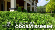 Viburnum Odoratissimum | Live Plants | Viburnum odoratissimum | Fast Growing Privacy Hedge | Evergreen Screening Shrub