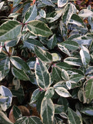 Variegated Asiatic Jasmine Minima | Live Plants | Easy|Grow Ground Cover | Lush, Trailing Green and White Foliage | Perfect for Gardens and Landscape Borders | Hardy Evergreen Plant