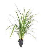 Emerald Goddess Liriope Muscari | Live Plants | Drought Tolerant Low Maintenance Evergreen Ground Cover Grass