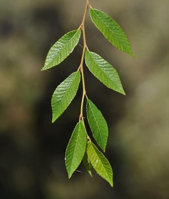 Drake Chinese Elm Tree | Live Plants | Lacebark Elm | Ulmus Parvifolia | Semi|Evergreen Fall Colors Red Purple & Yellow