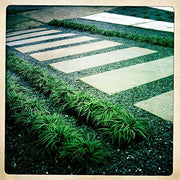 Mondo Grass | Live Plants | Ophiopogon Japonicus | Shade Loving Evergreen Groundcover Plants
