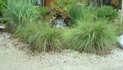 Dwarf Fakahatchee Grass I Large Gallon Size Plants I Tripsacum Floridanum I Live Premium Quality, Low|Maintenance Ornamental Grass for Landscaping, Gardens, and Containers | Fast|Growing