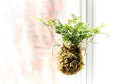 White Paw Fern | Live Plants | Davallia Tyermanii | Indoor Outdoor Tropical Foliage | Fuzzy Root Houseplant | Exotic Decorative Greenery | Pet Safe