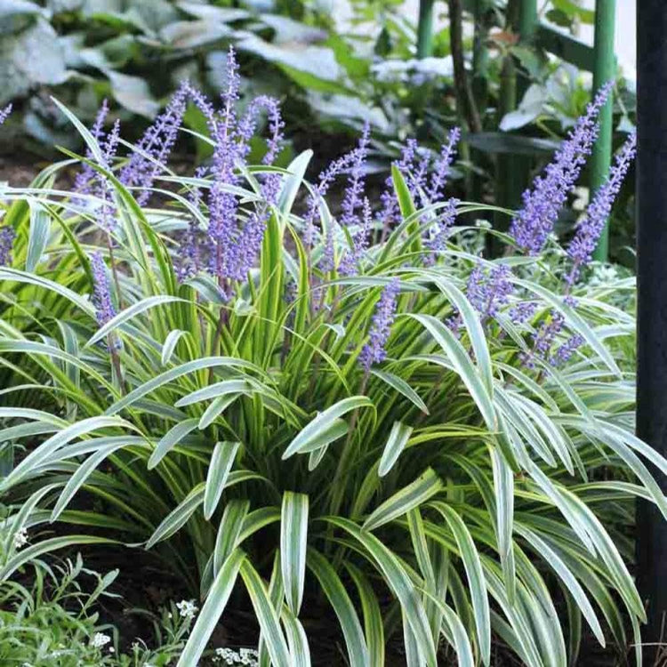 Variegated Liriope | Large Gallon Size Plants I Liriope Muscari Variegata I Live Striking Evergreen Perennial with Colorful Foliage, Ideal for Borders