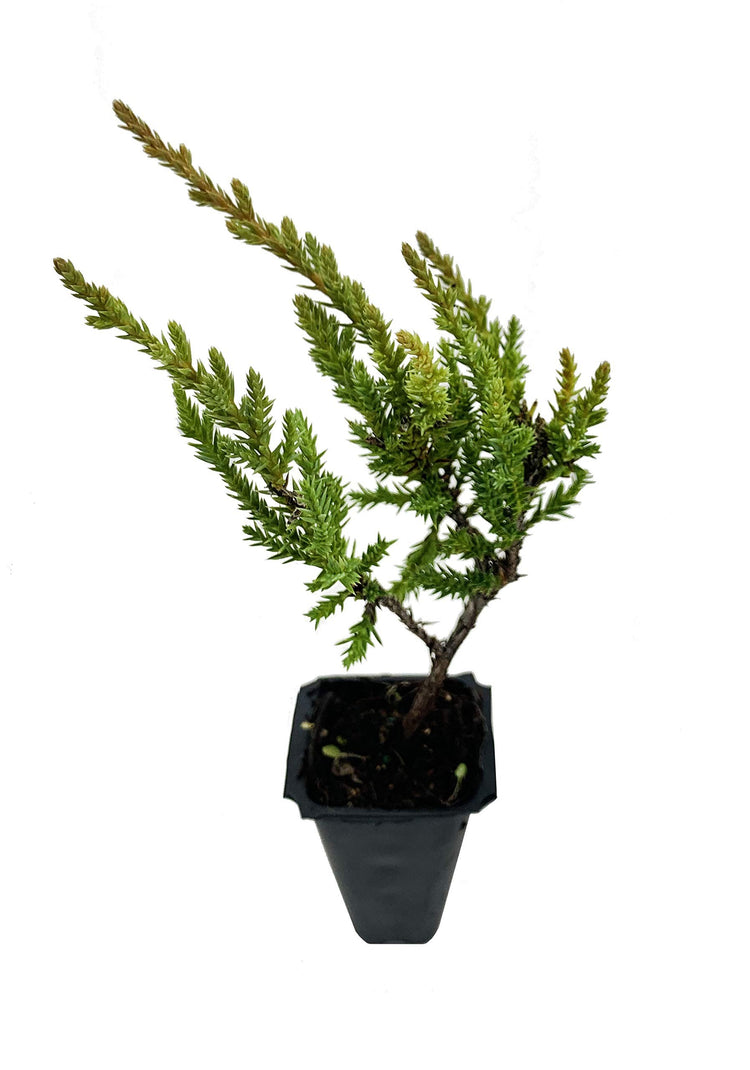 Gold Star Juniper | Live Plants | Juniperus Chinensis | Drought Tolerant Cold Hardy Evergreen Ground Cover
