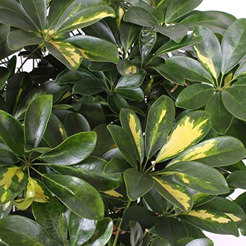 Umbrella Tree | 'Gold Capella' Live Braided Schefflera Arboricola | Florist Quality | Beautiful Indoor Tree | 3 Feet Tall