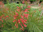 Firecracker Plant I Large Gallon Size Plants I Russelia Equisetiformis I Vibrant Red Tubular Flowers, Hummingbird Attracting, Heat|Tolerant, Perfect for Borders and Containers