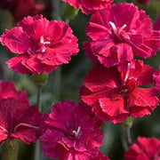 Frosty Fire Dianthus | Live Plants | Dianthus Allwoodii | Fragrant Cold Hardy Groundcover