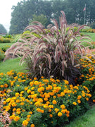 Red Fountain Grass | Extra Large 3 Gallon Plant | Pennisetum Setaceum Rubrum | Vibrant Landscape Feature | Striking Color Contrast | Full Sun Perennial Ornamental Grass