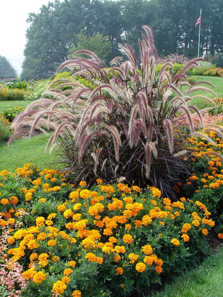 Red Fountain Grass | Extra Large 3 Gallon Plant | Pennisetum Setaceum Rubrum | Vibrant Landscape Feature | Striking Color Contrast | Full Sun Perennial Ornamental Grass