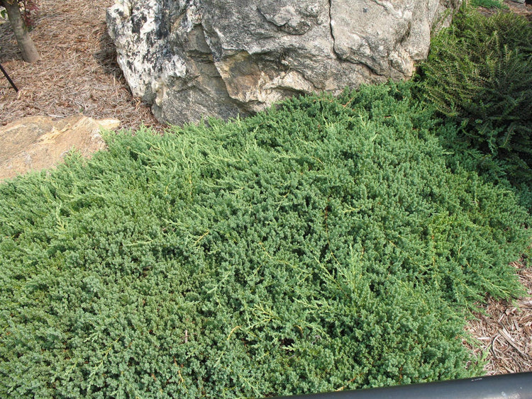 Juniper Procumbens Nana | Live Plants | Drought Tolerant Evergreen Groundcover | Great for Bonsai
