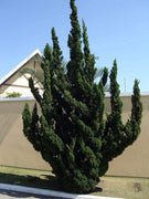 Hollywood Juniper | Juniperus Chinensis Torulosa | Live Gallon Size Tree | Drought Tolerant Cold Hardy Evergreen Plant