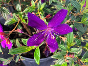 Tibouchina Dwarf Princess Flower I Live Plants I Lepidotal Compact Size, Eye|Catching Purple Blooms, Heat|Tolerant, Ideal for Small Gardens and Containers