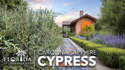 Carolina Sapphire | Live Plants | Cupressus arizonica 'Carolina Sapphire' | Fast|Growing Privacy Trees | Evergreen Landscape Screening Plants