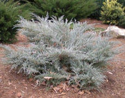 Juniper Angelica Blue | Live Plants | Juniperus Chinensis | Drought Tolerant Cold Hardy Evergreen
