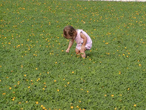 Ornamental Peanut Grass | 20 Live Fully Rooted Plants | Arachis Glabrata