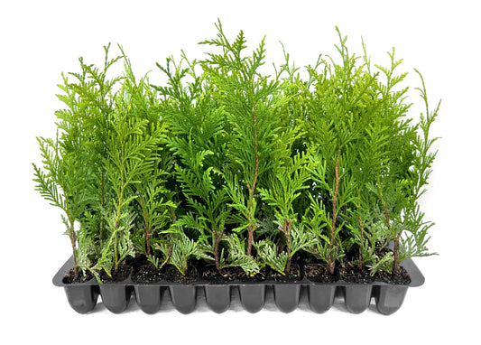 Thuja Green Giant Arborvitae | Live Trees 2" Pot Size | Evergreen Privacy Plants
