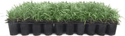 Dwarf Mondo Grass | 40 Live Plants | Japonicus Nanus | Shade Loving Evergreen Lilyturf Groundcover
