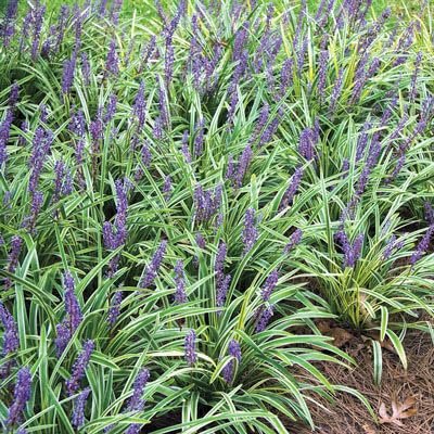 Variegated Liriope | Large Gallon Size Plants I Liriope Muscari Variegata I Live Striking Evergreen Perennial with Colorful Foliage, Ideal for Borders