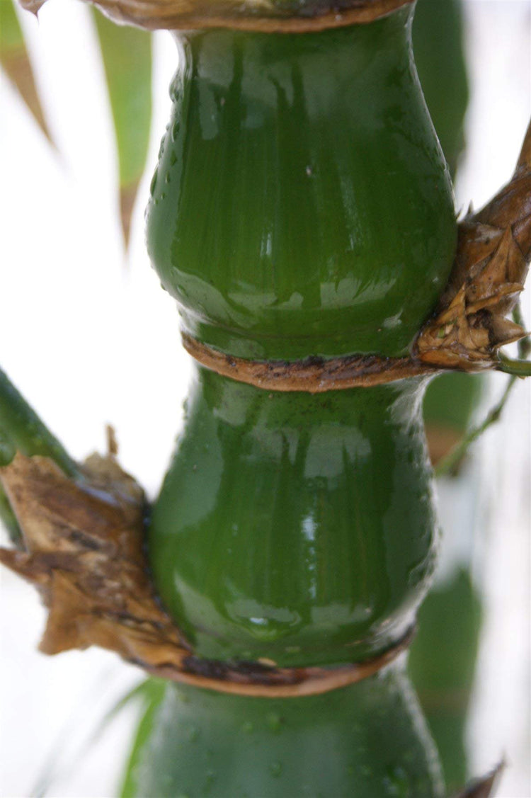 Dwarf Buddha Belly Bamboo | Live Plant | Bambusa Vulgaris Wamin | Beautiful Rare Unique Specimen | Non|Invasive Clumping Bamboo