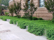 Juniper Blue Pacific | Live 4 Inch Pot | Juniperus conferta 'Blue Pacific' | Evergreen Ground Cover Plants | Drought|Tolerant Landscaping Shrub