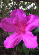 Purple Formosa Azalea | Live Plants | Rhododendron Formosum | Lush Flowering Shrub | Hardy Garden Landscape Accent | Vibrant Spring Blooms