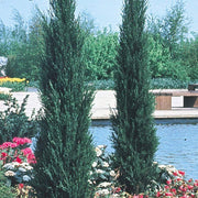 Skyrocket Juniper | Live 2" Pots | Juniperus Scopulorum | Upright Evergreen Trees