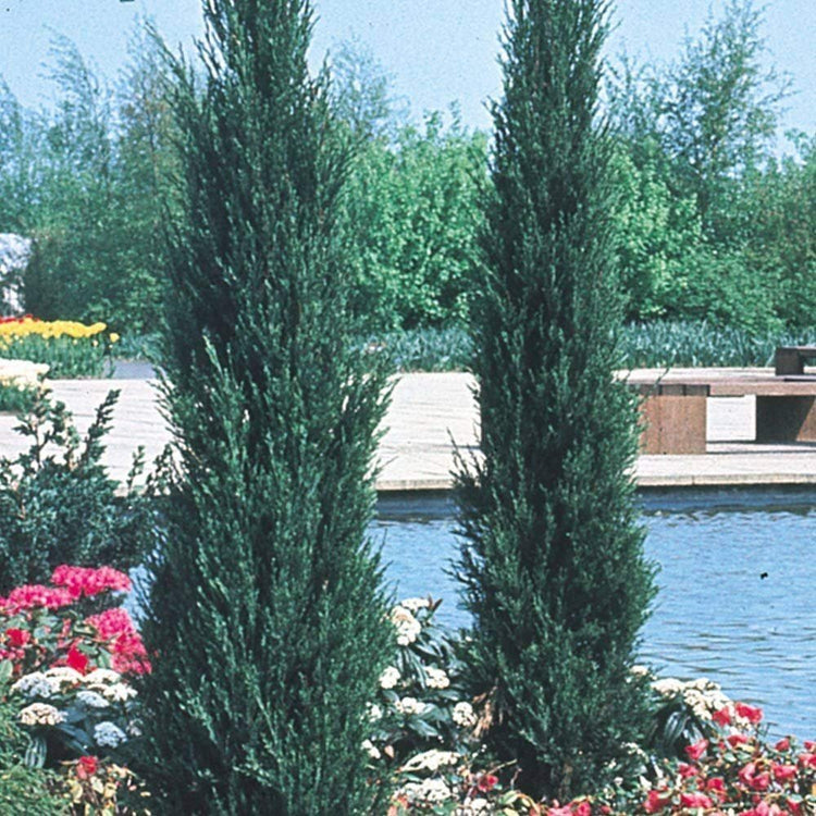 Skyrocket Juniper | Live 2" Pots | Juniperus Scopulorum | Upright Evergreen Trees