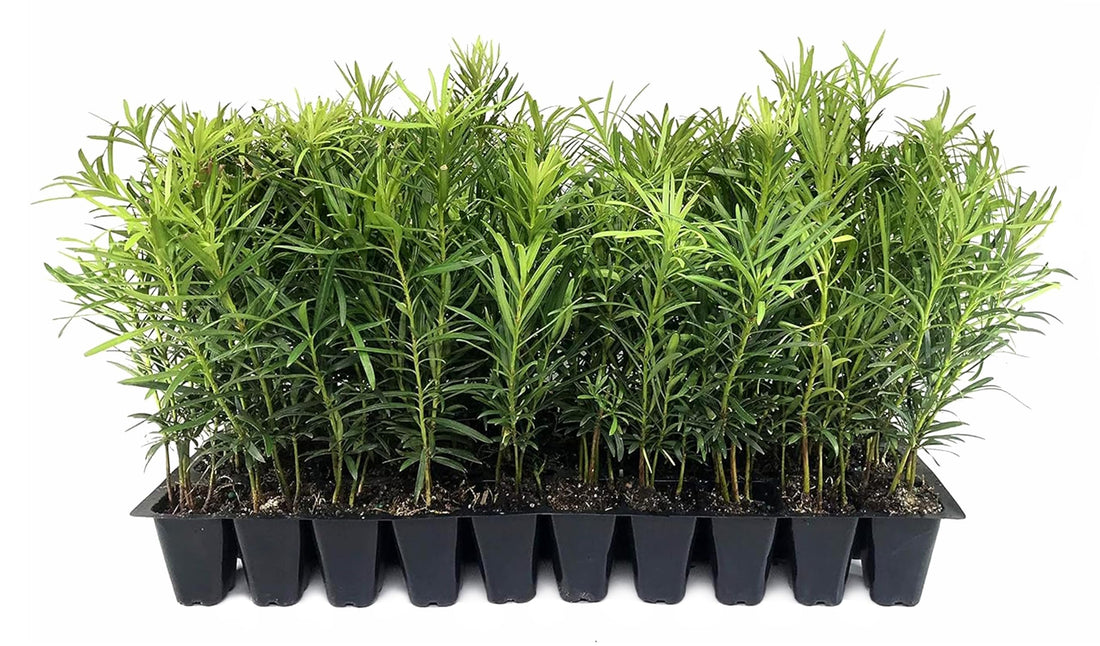 Podocarpus Macrophyllus Japanese Yew | Live Plants | Podocarpus macrophyllus | Privacy Hedge Shrub | Evergreen Landscaping Plants for Gardens & Borders