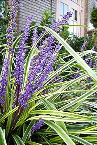 Variegated Liriope Muscari Silvery Sunproof | Large Quart Size Plants | Live Blooming Evergreen Groundcover